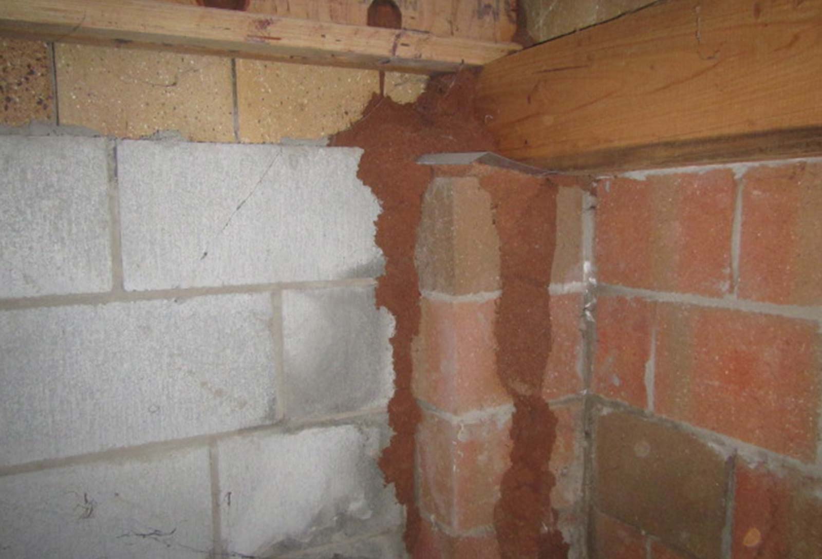 Ant capping doesn’t stop termites