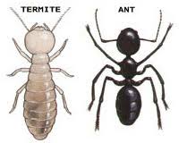 Black ants vs White ants