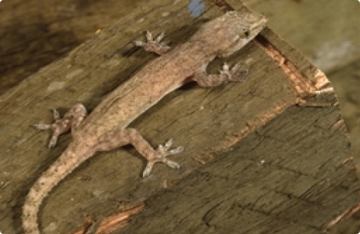 Asian Geckos