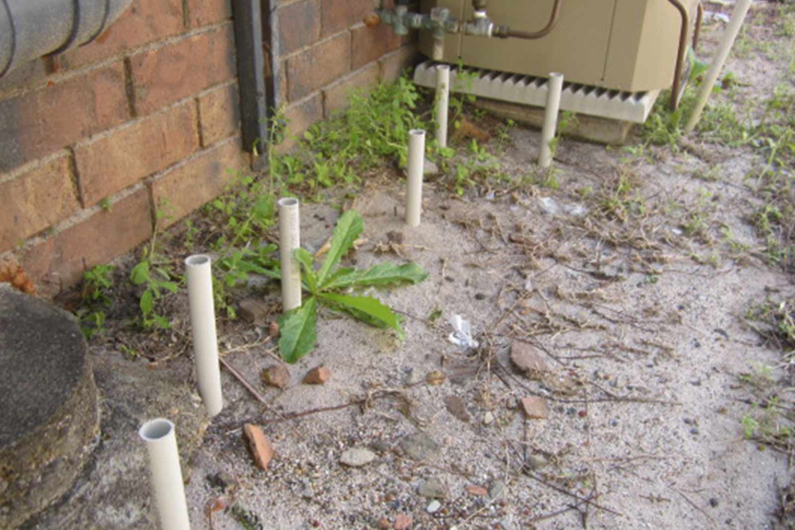 DIY termite treatment - how not to do it!