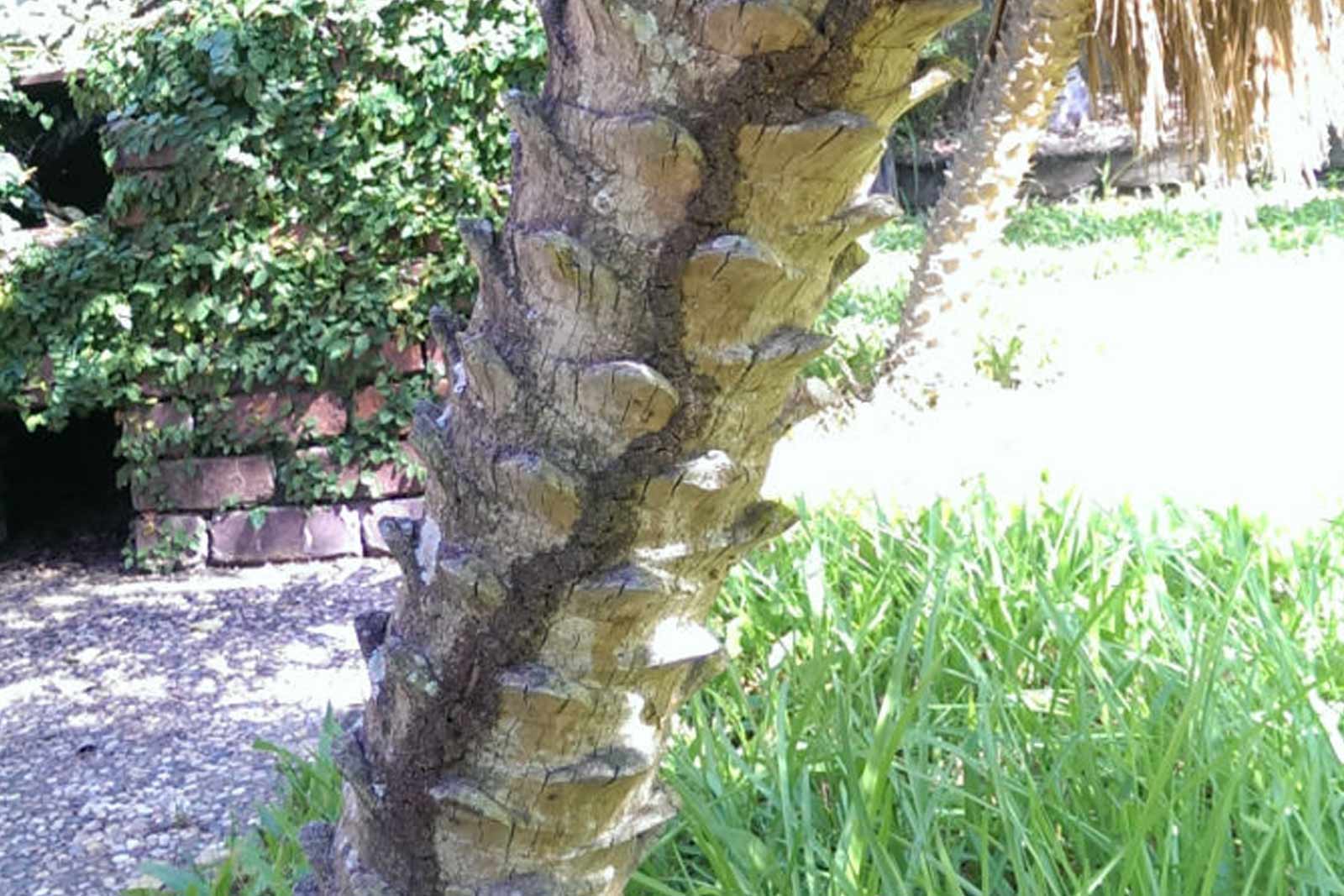 Do termites eat palm trees?