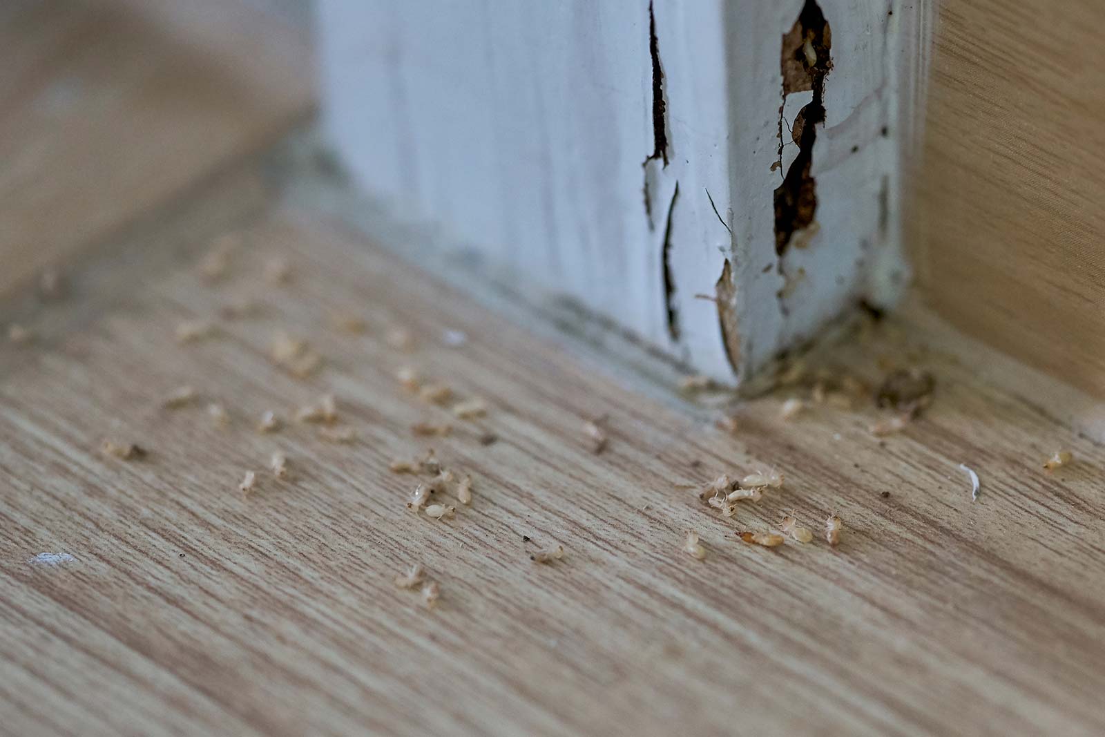 Common termite myths - debunked!