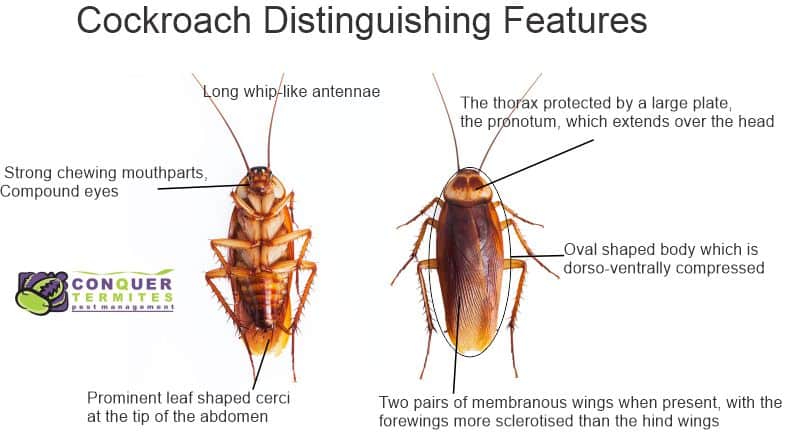 Cock Roach Body Parts