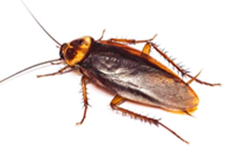 American Cockroach