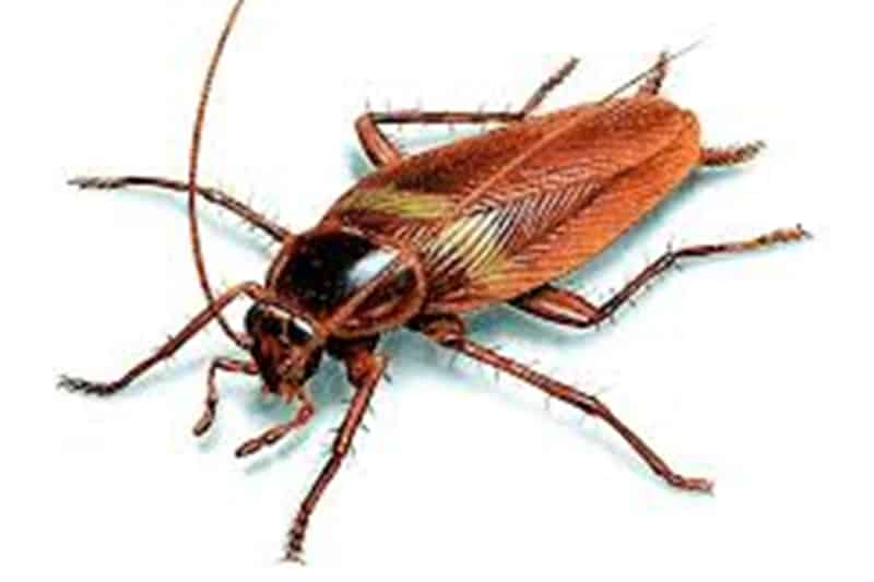 American Cockroach