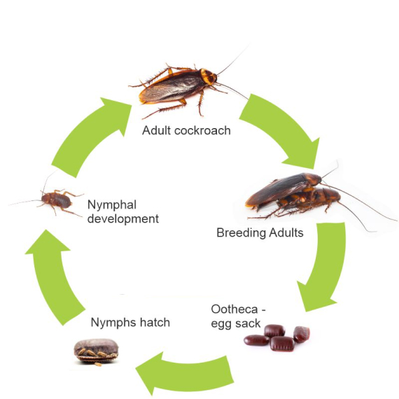 What do termites look like?