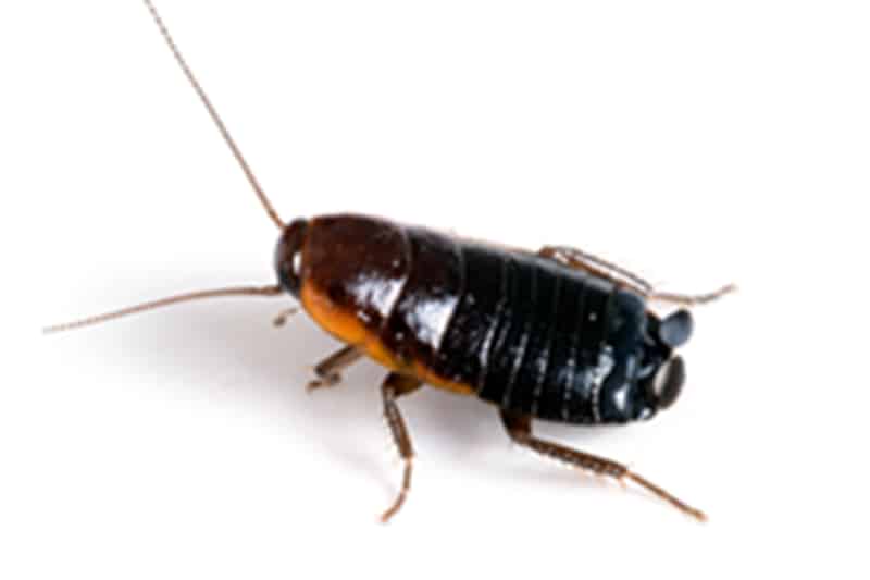 American Cockroach