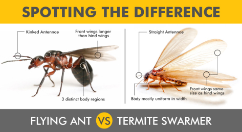 Flying Termites