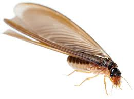 Winged-termite