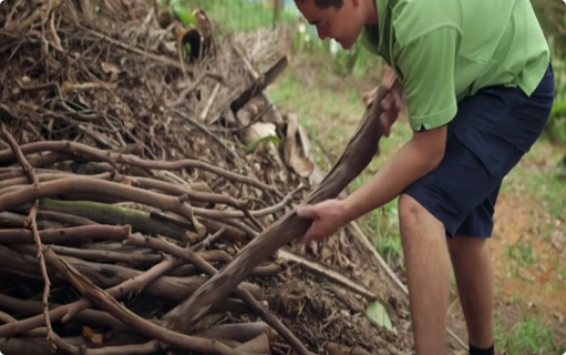 Trees are termites ideal home