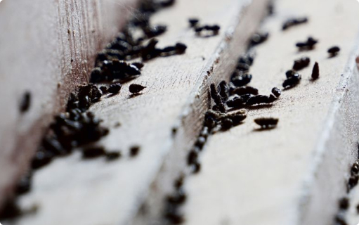 Termite Image