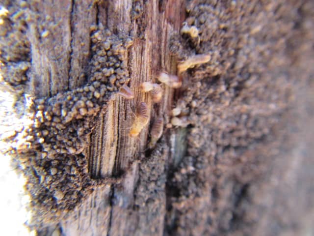 Mudding of Termite Trail