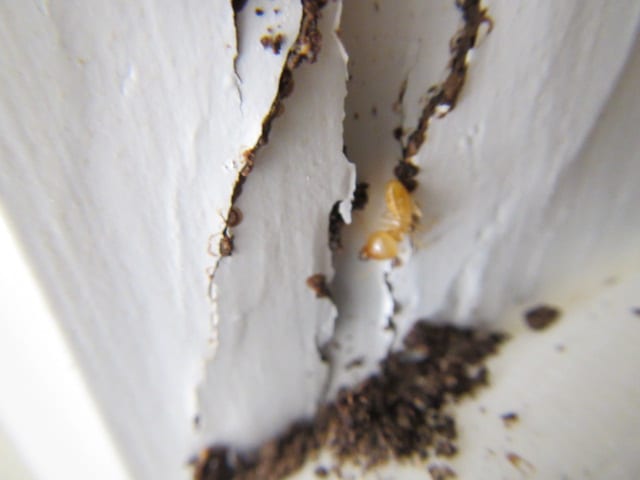 Have you found termites?