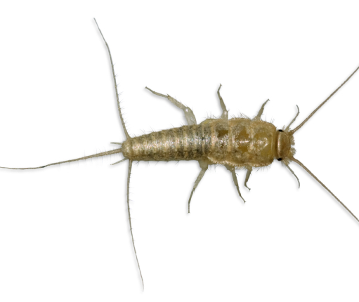 What do silverfish look like?