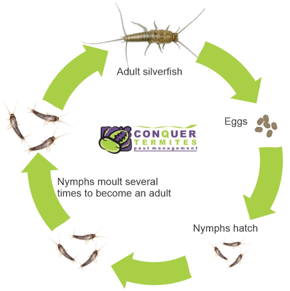 What do termites look like?