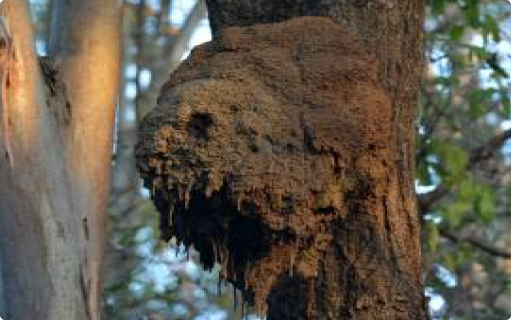 Arboreal nest