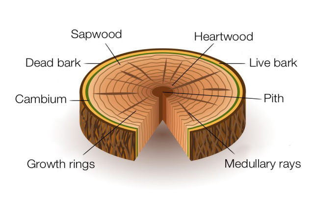 Trees are termites ideal home