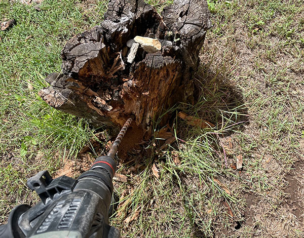 Flying Termites