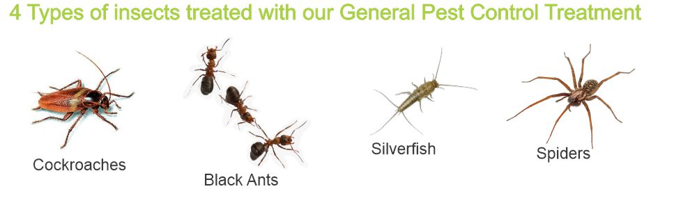 Insects we treat with our general pest control 