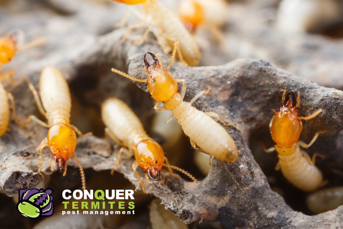 What do Termites look like? Brisbane - Australia