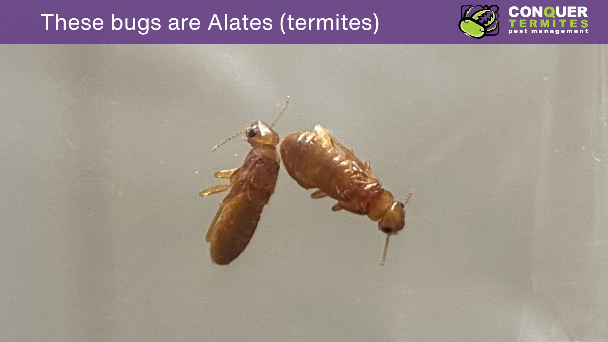 Winged Termites found in a house in Capalaba 2023