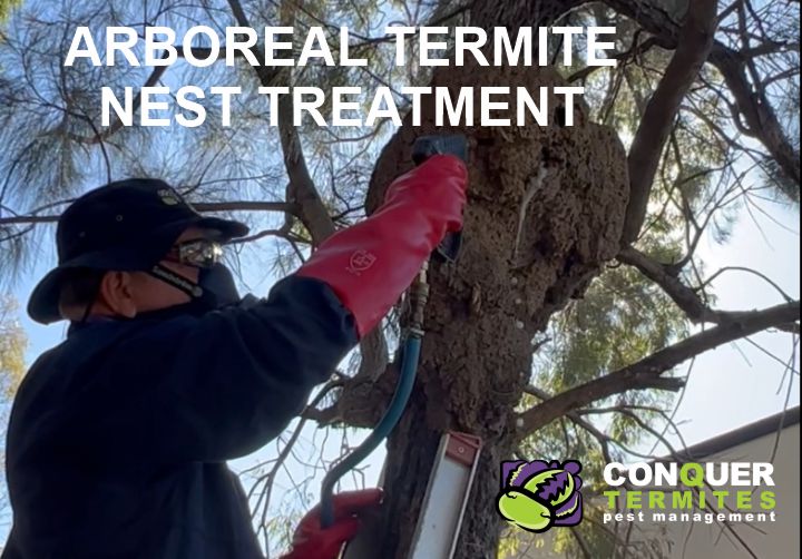 Termite nest up a tree - How to treat - Brisbane