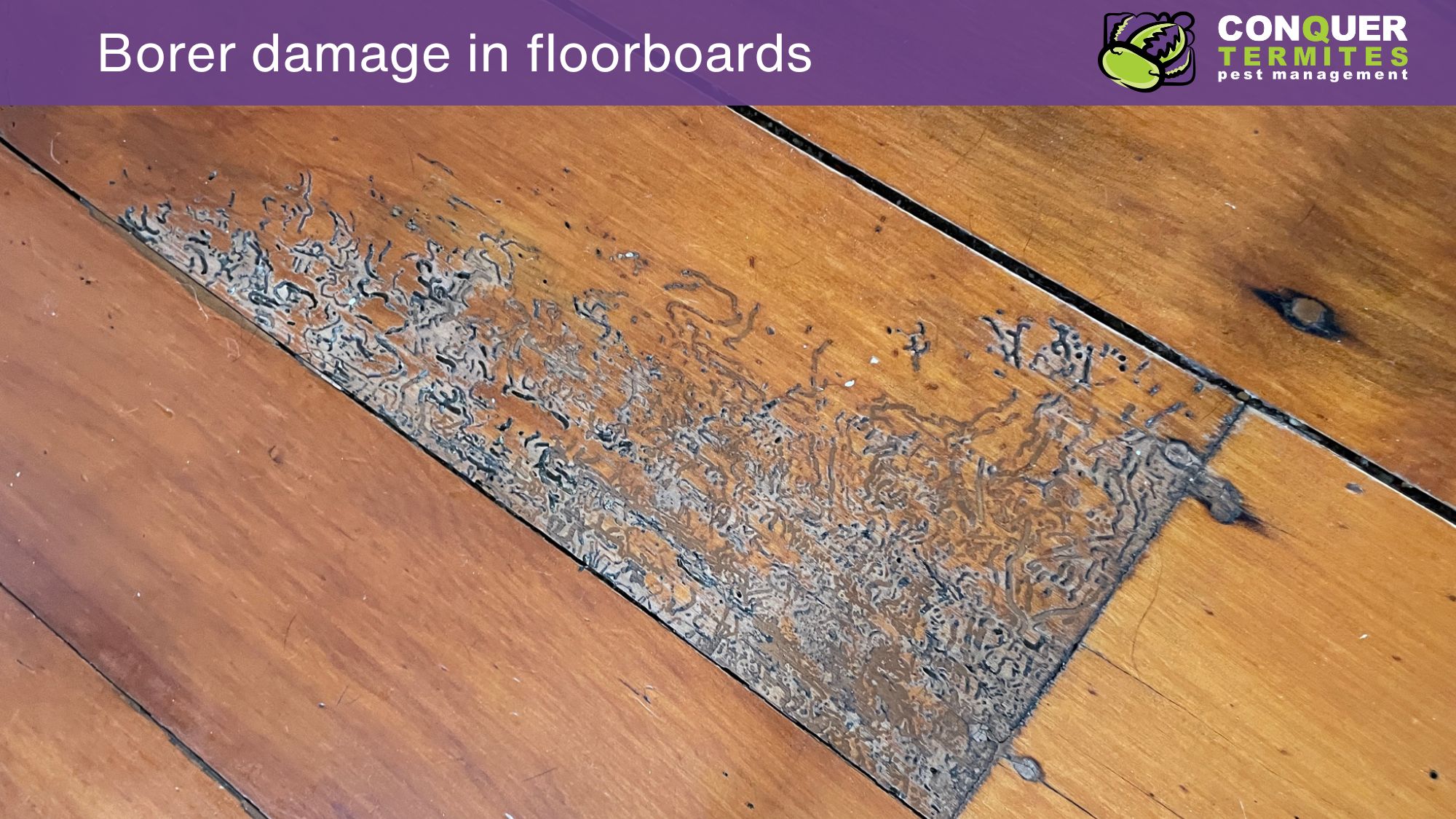 Borer damaged Hoope Pine floorboards 