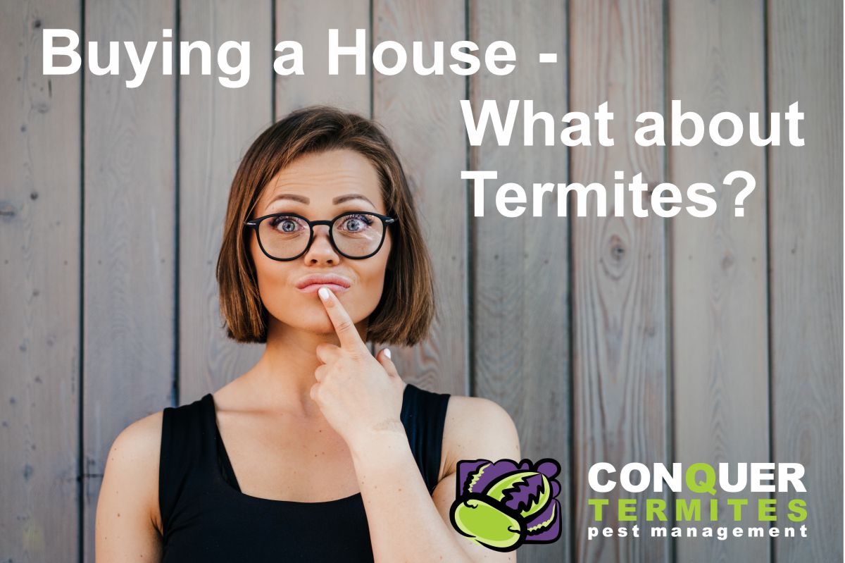 Buying a house in Brisbane - What should you know about Termites