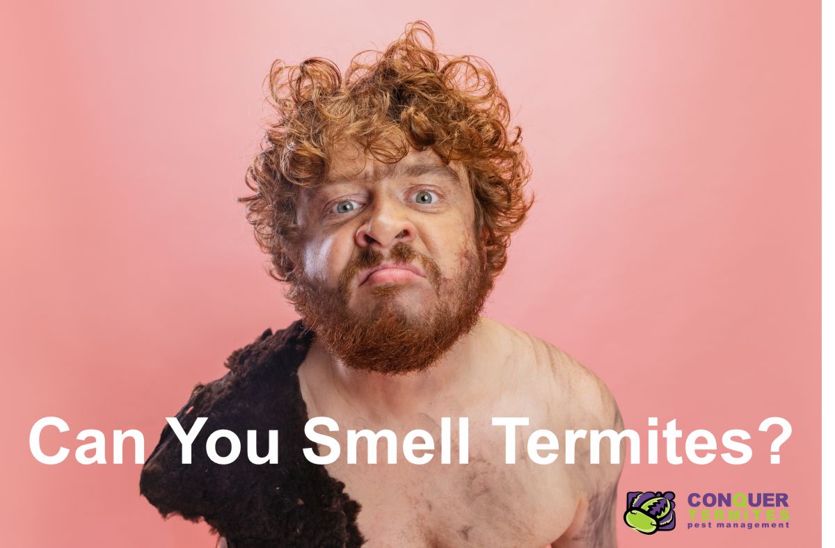 Can you smell Termites?