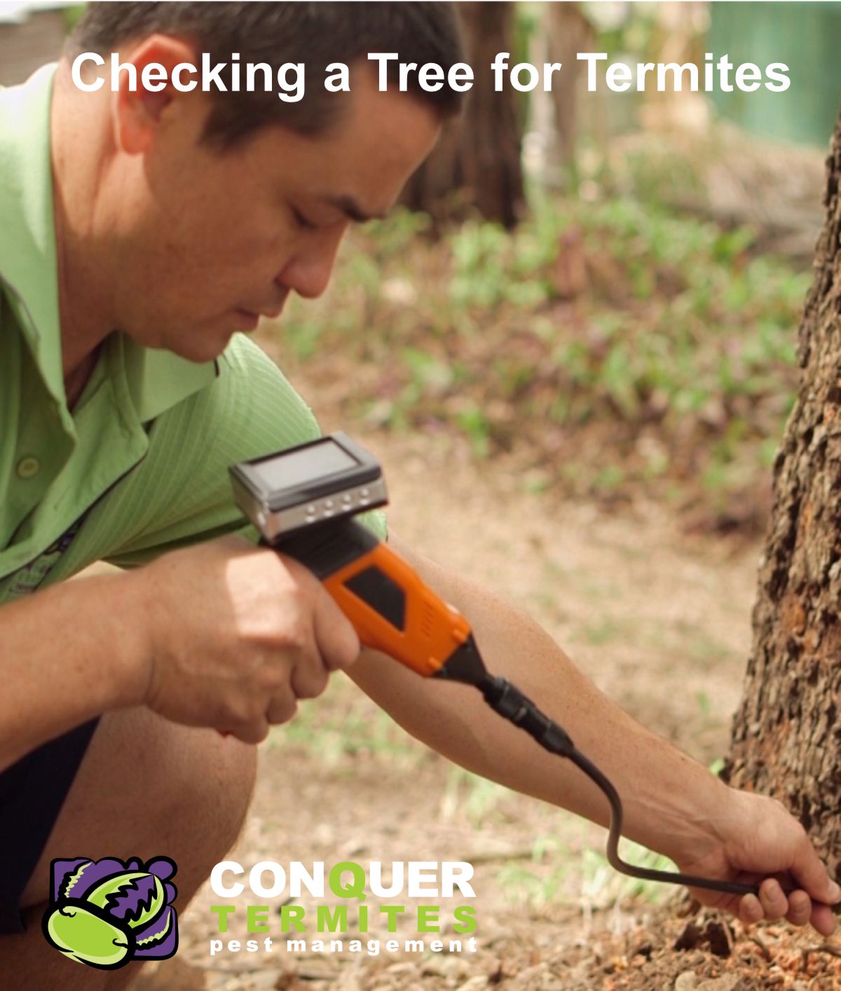 Checking with a borescope for termites in a tree