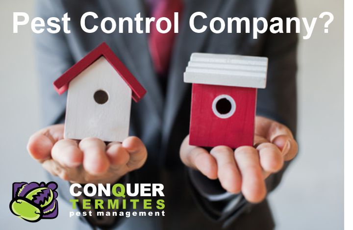 Best Termite Treatment in Brisbane - Pick a company you can trust