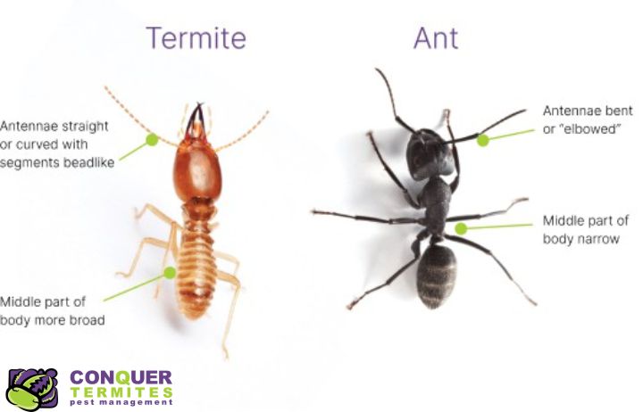 Black Ants don't stop Termites