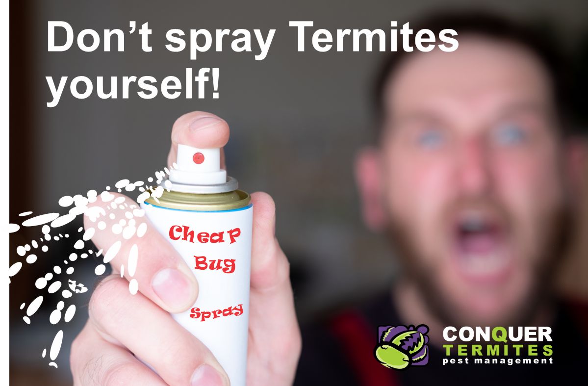 What you shouldn't do if you find Termites?