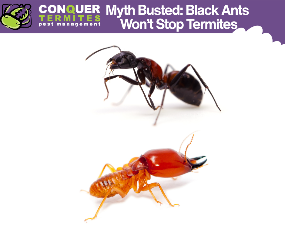 Do Black Ants Keep Termites Away? Busting the Urban Myth with Real Footage
