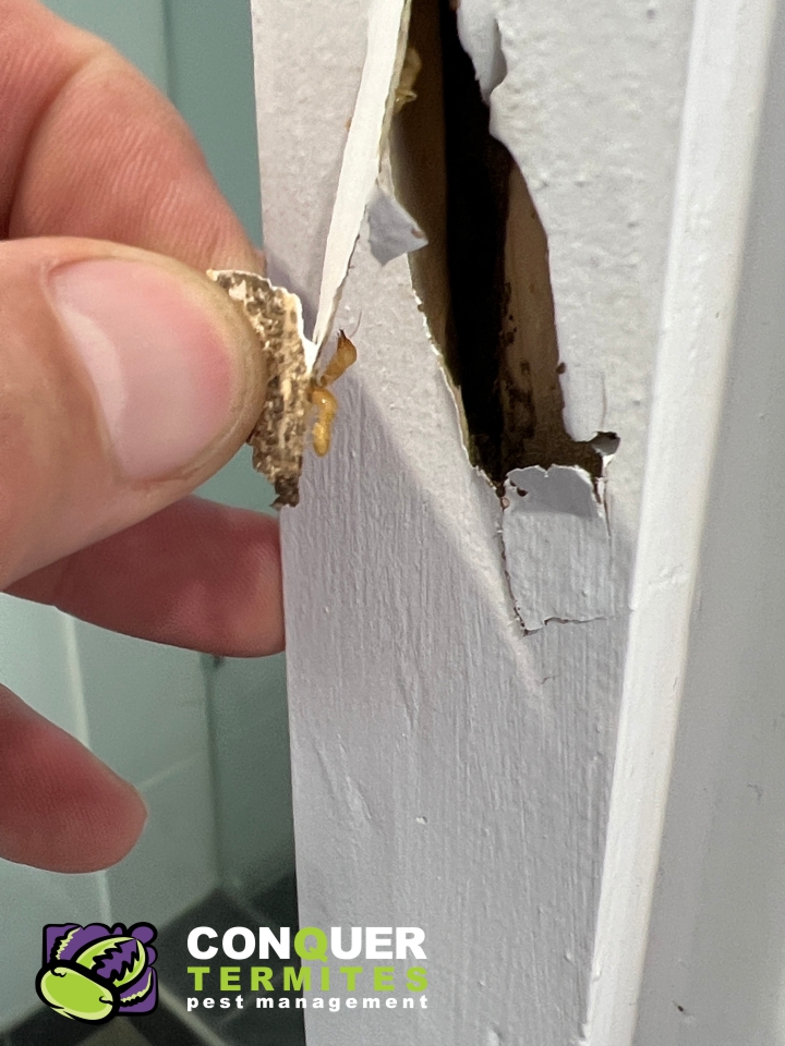 Termites in a door frame