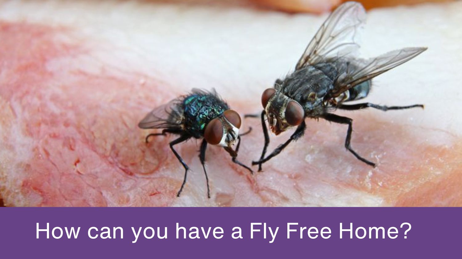 Tips to Keep Your Home Fly-Free
