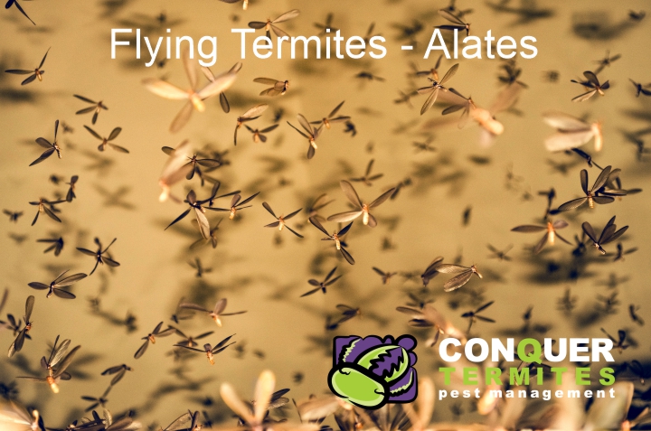 Can termites fly - Brisbane?