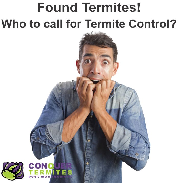 Termite - White Ant - Control - Brisbane