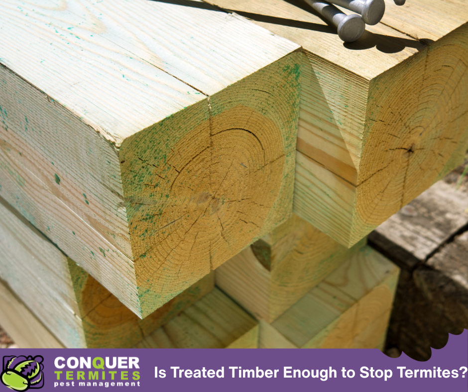 Is Treated Timber Termite-Resistant in Brisbane Homes?