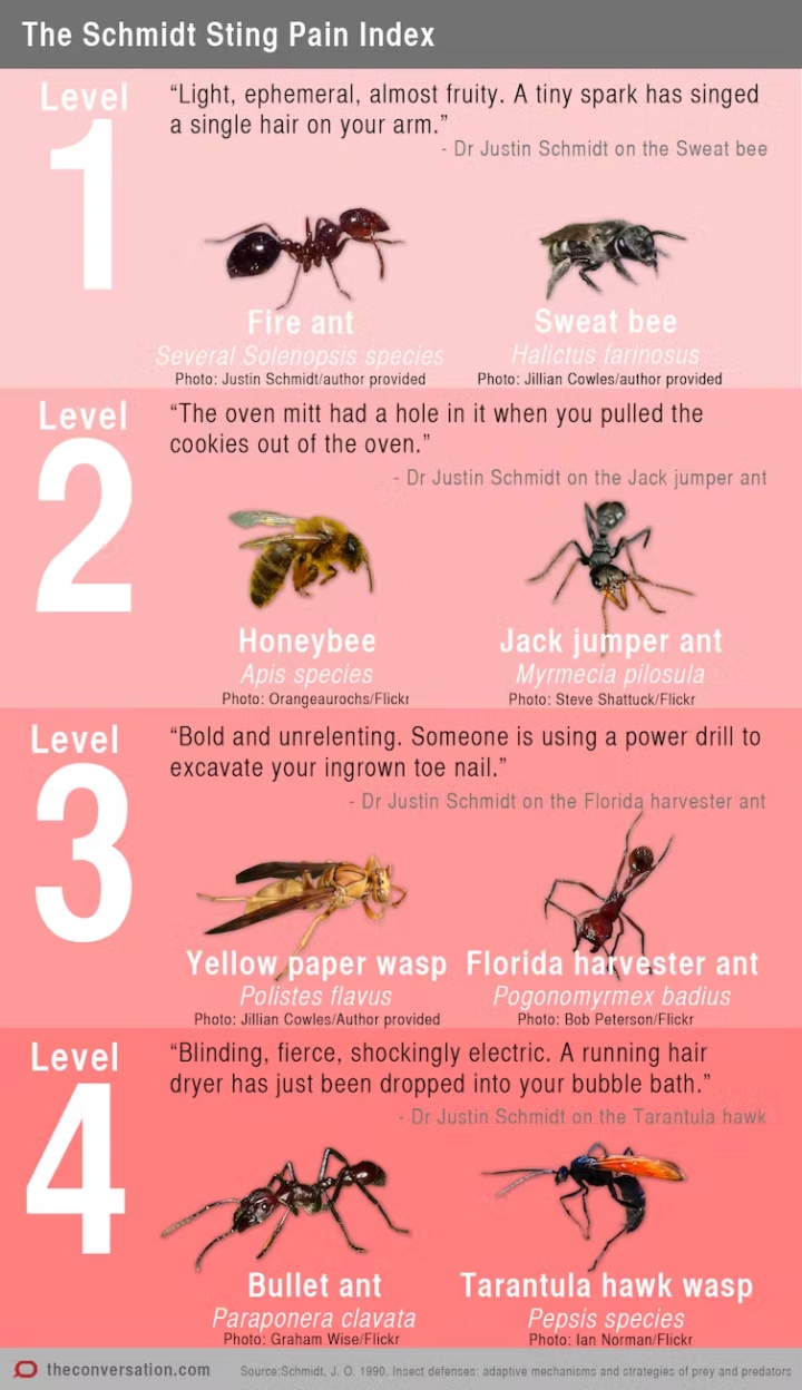 The most painful insect bite scale