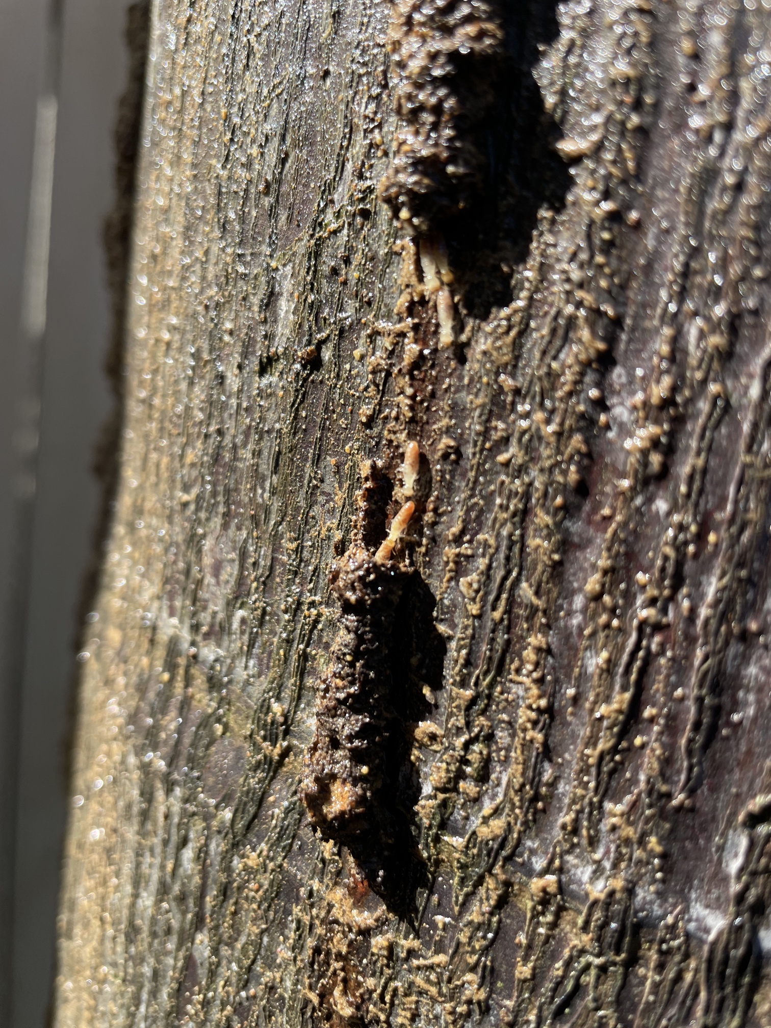 Do termites eat palm trees?