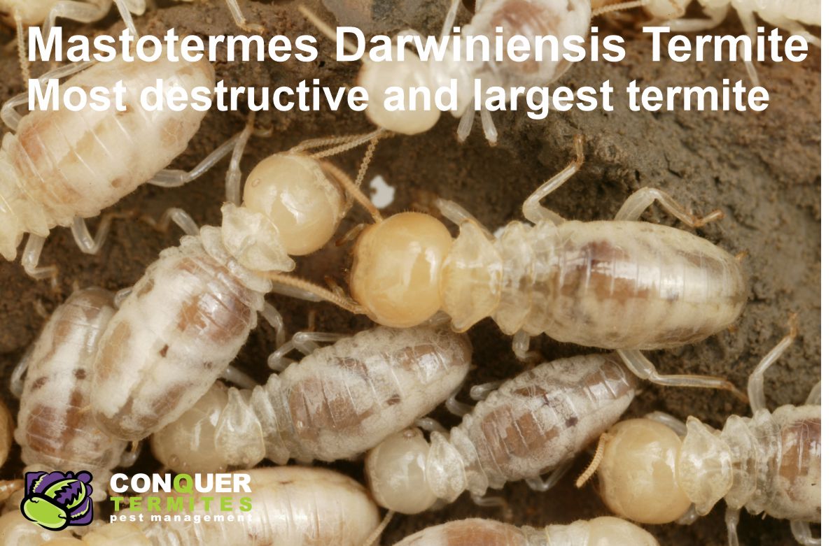 Which Termites are worst in Brisbane?