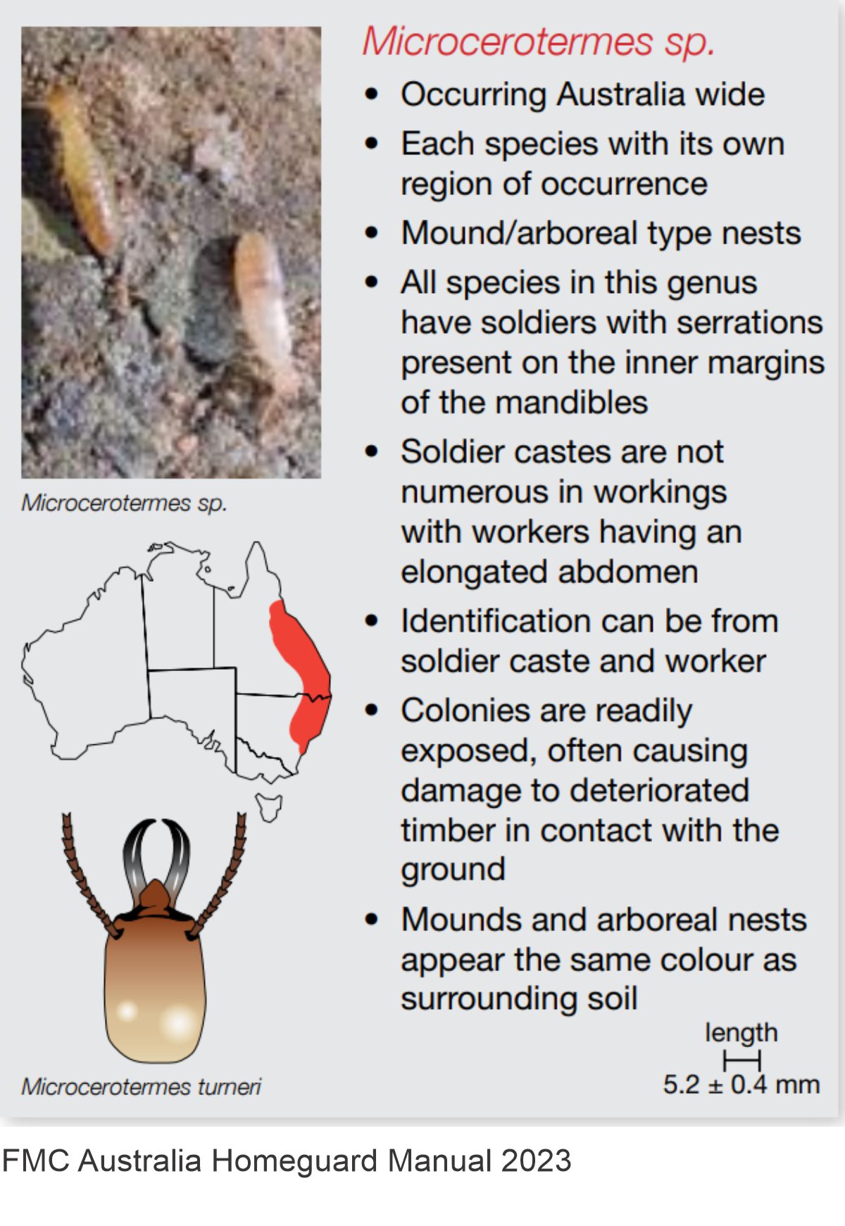 Microcerotermes Termite indentification diagram