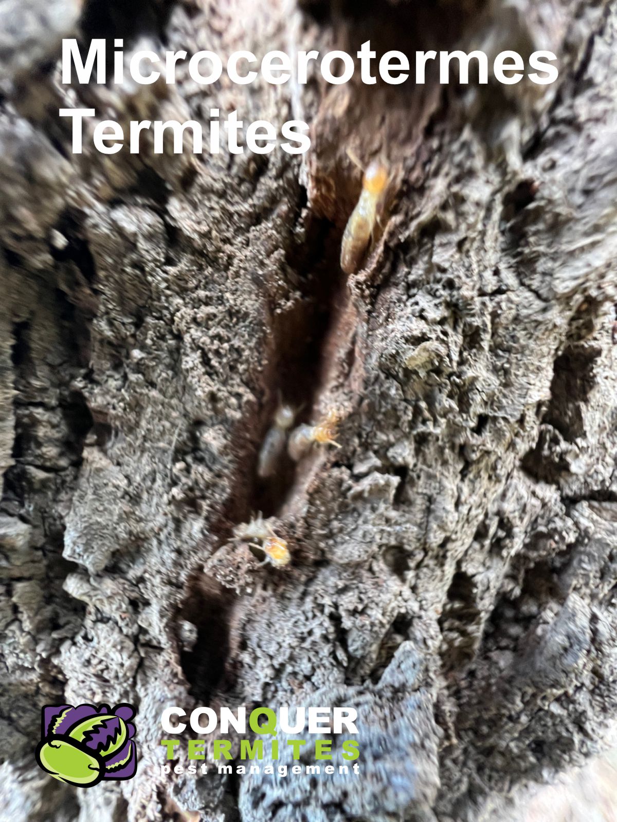 Microcerotermes Termites, are they a threat?