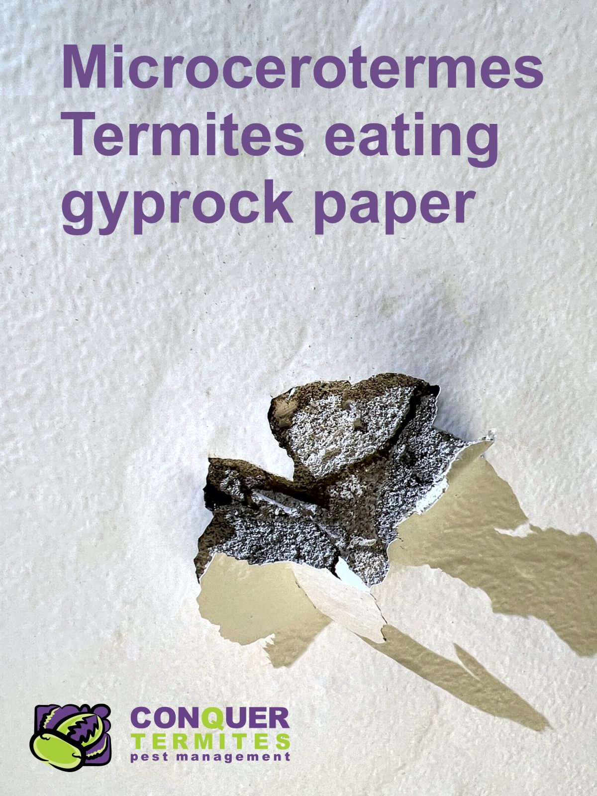 Microcerotermes in Gyprock eating paper