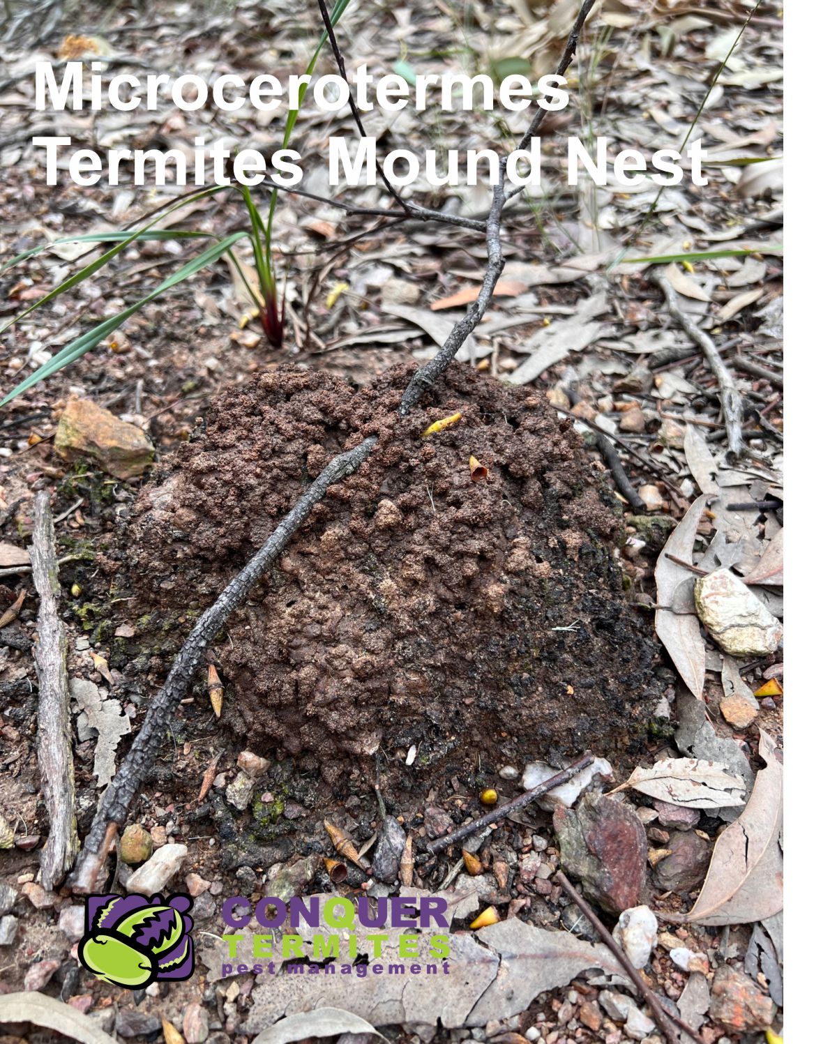 Microcerotermes mound nest