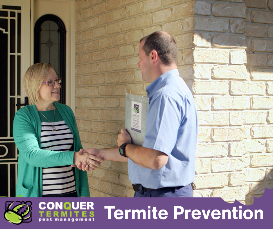 How to Prevent Termites in Your Brisbane Home