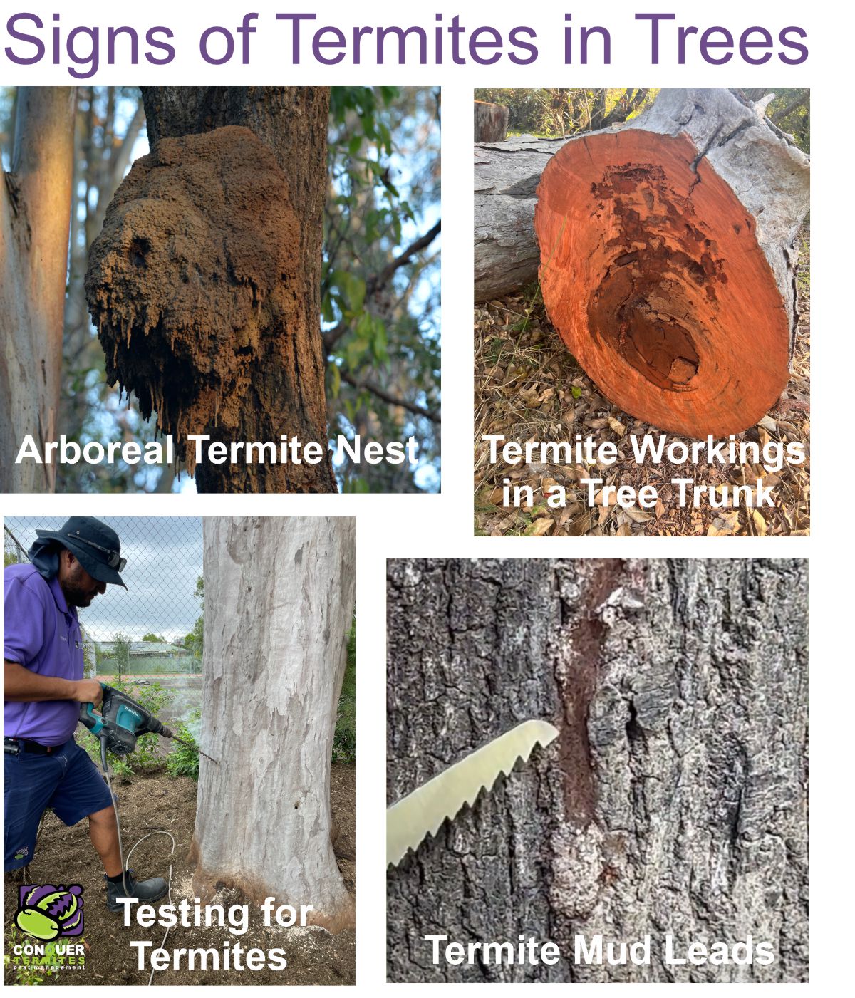 Signs of termites in a tree