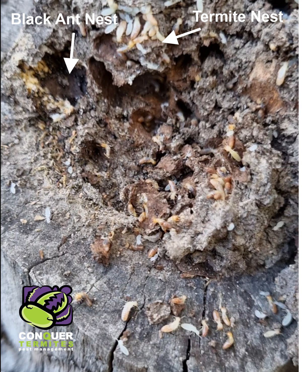 Do Black Ants keep Termites away?