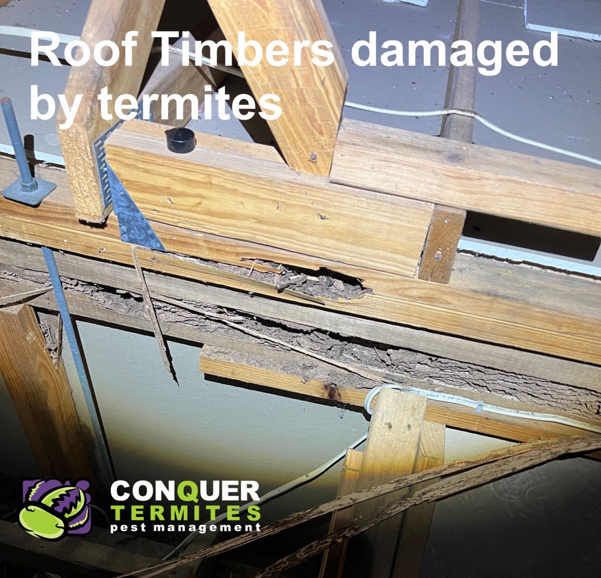 Termites eating roof timbers - Brisbane